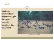 Rannaniit #5