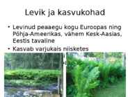 Maarja-sõnajalg #4