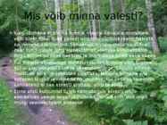 Maarja-sõnajalg #7