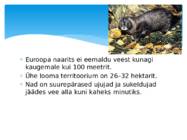 Euroopa naarits #8