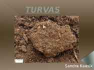 Turvas