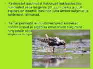 TUTKAS #13