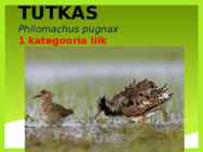 TUTKAS