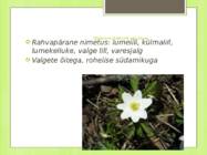 Ülane #5