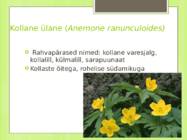 Ülane #6