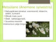 Ülane #9