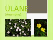 Ülane
