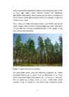 Soome metsad #4