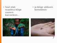 Madagaskar #13