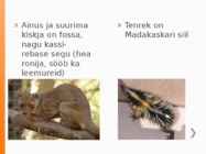 Madagaskar #14