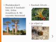 Madagaskar #16