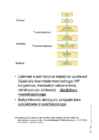 BIOFÜÜSIKA ERIOSA #36