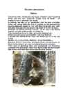 The most unusual pets