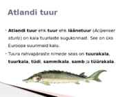 Atlandi tuur ja roheline kaksikhammas #2