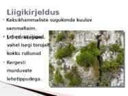 Atlandi tuur ja roheline kaksikhammas #13