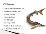 Atlandi tuur ja roheline kaksikhammas #3