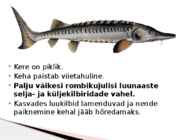 Atlandi tuur ja roheline kaksikhammas #4