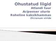 Atlandi tuur ja roheline kaksikhammas