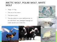 Arctic wolf #2