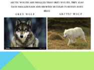 Arctic wolf #3