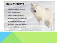 Arctic wolf #5