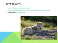 Arctic wolf #8