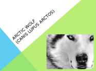 Arctic wolf