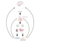 Suguhormoonide ala- ja ületalitluse etiopatogenees #2