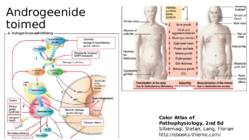 Suguhormoonide ala- ja ületalitluse etiopatogenees #22