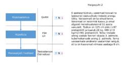Suguhormoonide ala- ja ületalitluse etiopatogenees #25
