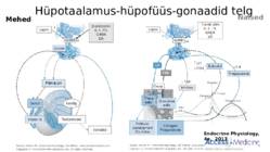 Suguhormoonide ala- ja ületalitluse etiopatogenees #4