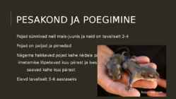 Lendoravad eesti metsades #4