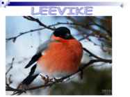 Linnud talvel #2