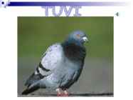 Linnud talvel #24