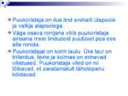 Linnud talvel #31