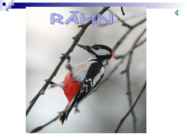 Linnud talvel #34