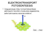 FOTOSÜNTEESI KEEMIA-ettekanne #2