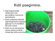 Merikilpkonnad #11