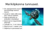Merikilpkonnad #3