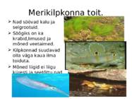 Merikilpkonnad #4
