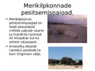 Merikilpkonnad #6