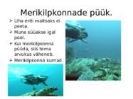 Merikilpkonnad #7