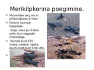 Merikilpkonnad #8