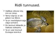 Merikilpkonnad #9