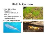 Merikilpkonnad #10