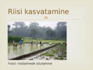 Riisi ajalugu ja kasvatamine #10