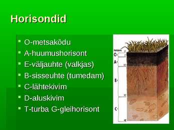 Pedosfäär #11