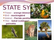 Florida presentatsioon #5