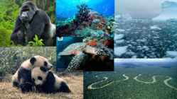 Maailma Looduse Fond - WWF #5
