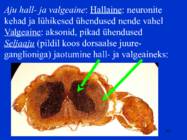 Sissejuhatus psüühikasse #109